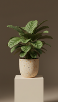 Calathea Collection With Care Kit