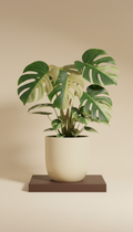 Fiddle Leaf Fig With Sculpted Ceramic