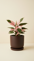 Variegated Monstera In Minimalist White